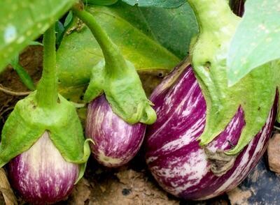 Baker Creek Seed Pack - Eggplant, Listada De Gandia 