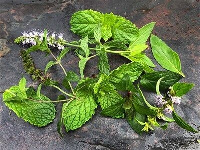 Baker Creek Seed Pack - Mint, Marvelous Mix