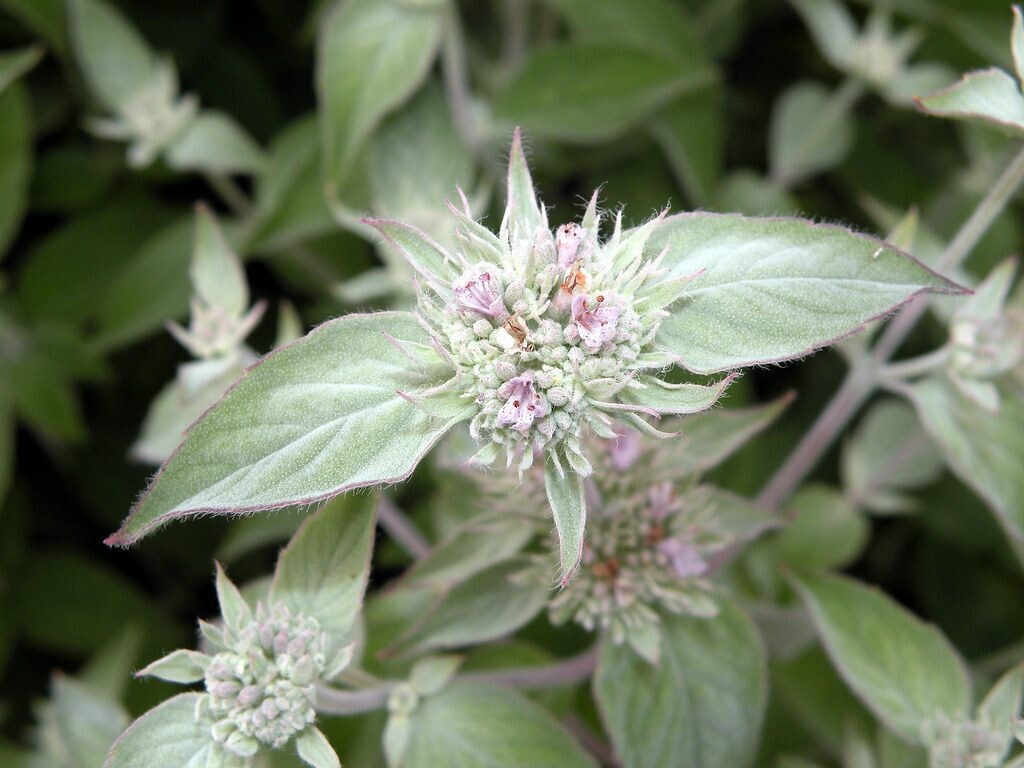 Baker Creek Seed Pack - Mint, Mountain 