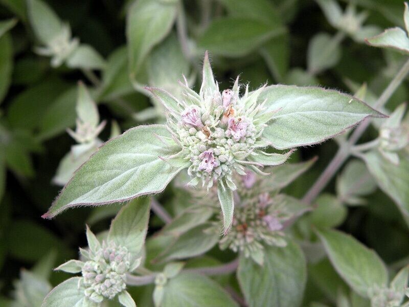 Baker Creek Seed Pack - Mint, Mountain 