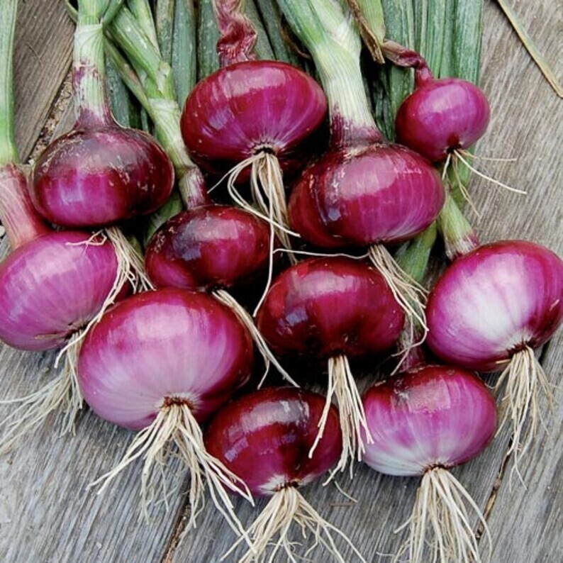 Baker Creek Seed Pack - Onion, Wethersfield Red 