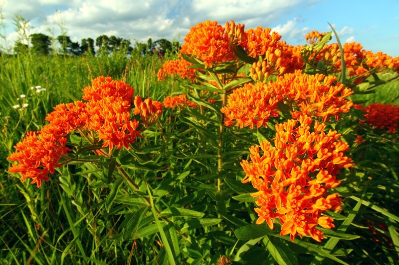 Baker Creek Seed Pack - Milkweed, Butterfly Weed 