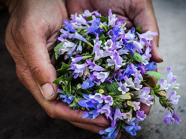 Baker Creek Seed Pack - Catmint, Grandview