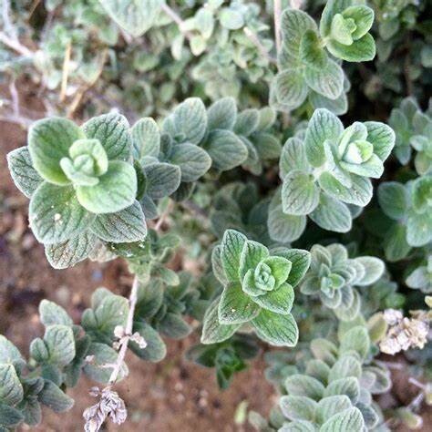 Baker Creek Seed Pack - Oregano, Wild Zaatar 