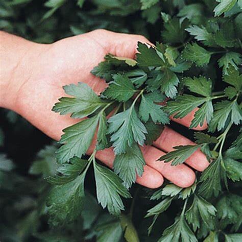 Baker Creek Seed Pack - Parsley, Giant of Italy 