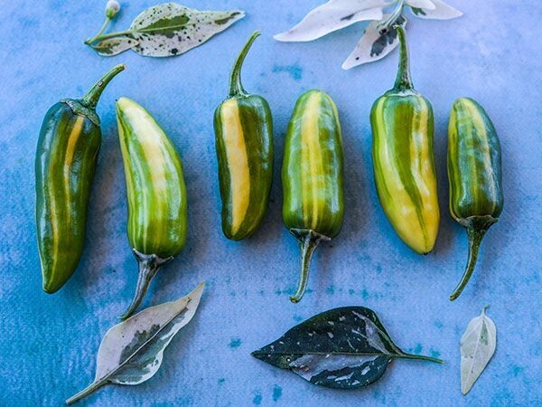 Baker Creek Seed Pack - Pepper, Fish 