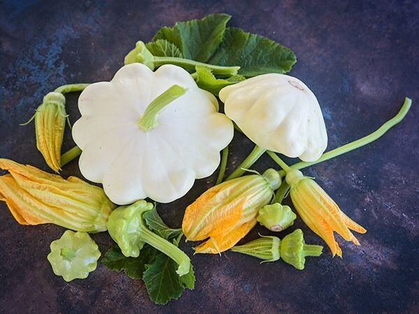 Baker creek Seed Pack - Squash, White Scallop 