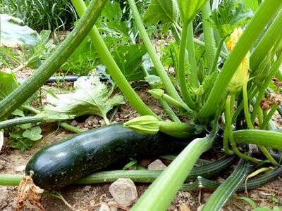 Baker Creek Seed Pack - Squash, Zucchini Black Beauty 