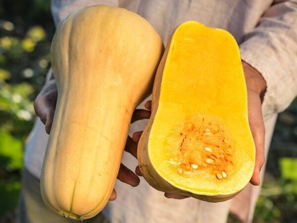 Baker Creek Seed Pack - Squash, Waltham Butternut 