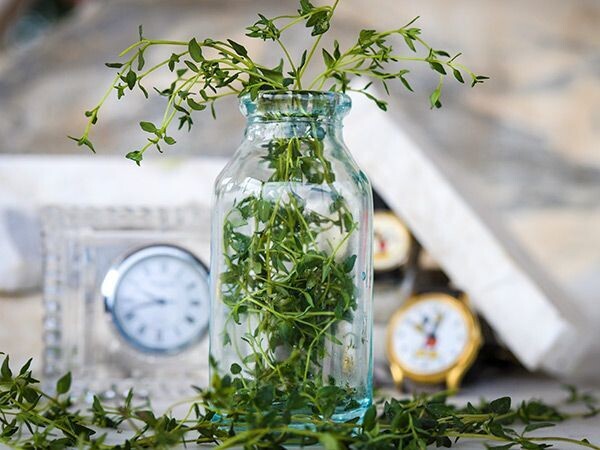 Baker Creek Seed Pack- Thyme