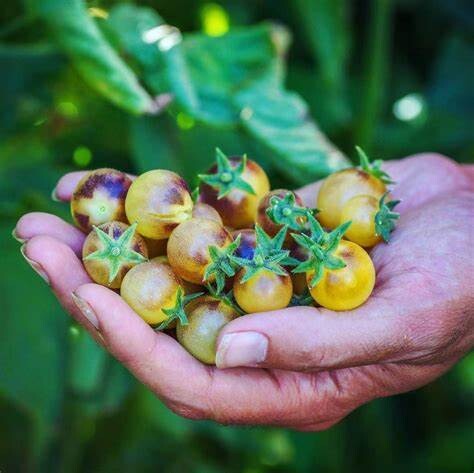 Baker Creek Seed Pack - Tomato, Blue Cream Berries 