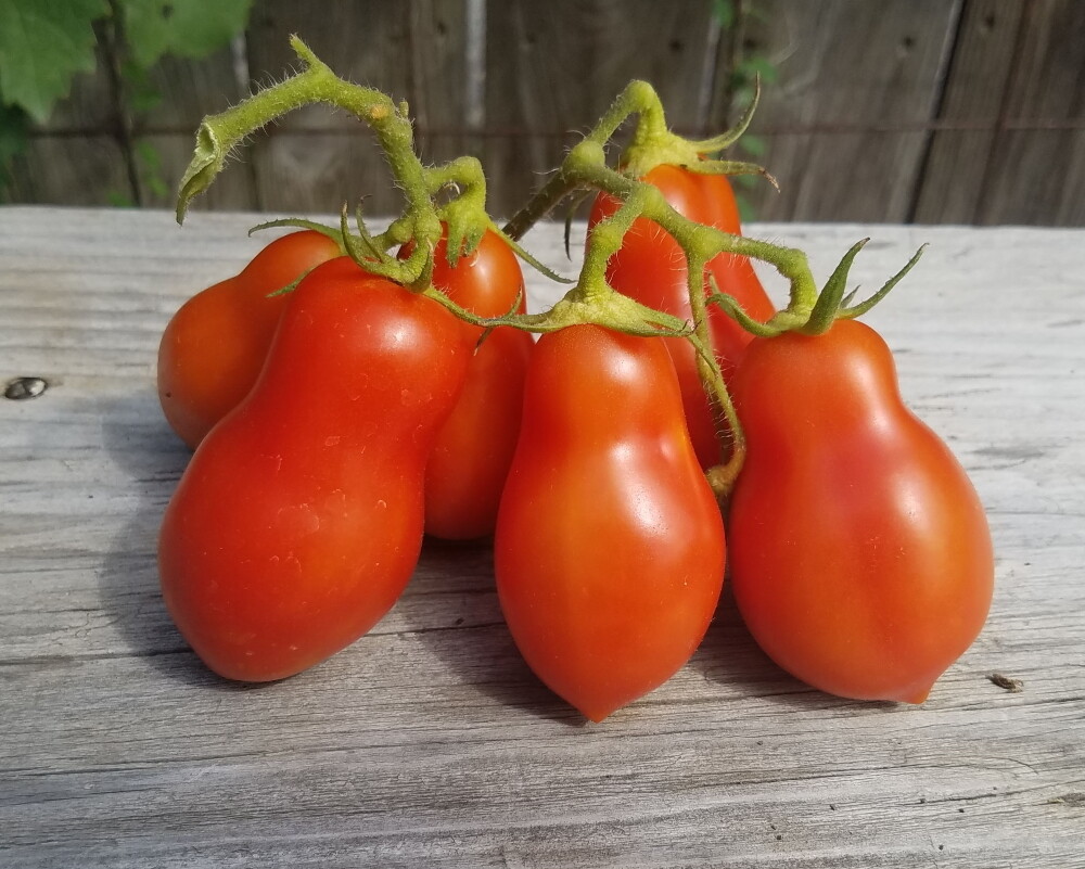 Baker Creek Seed Pack - Tomato, Martino&#39;s Roma 