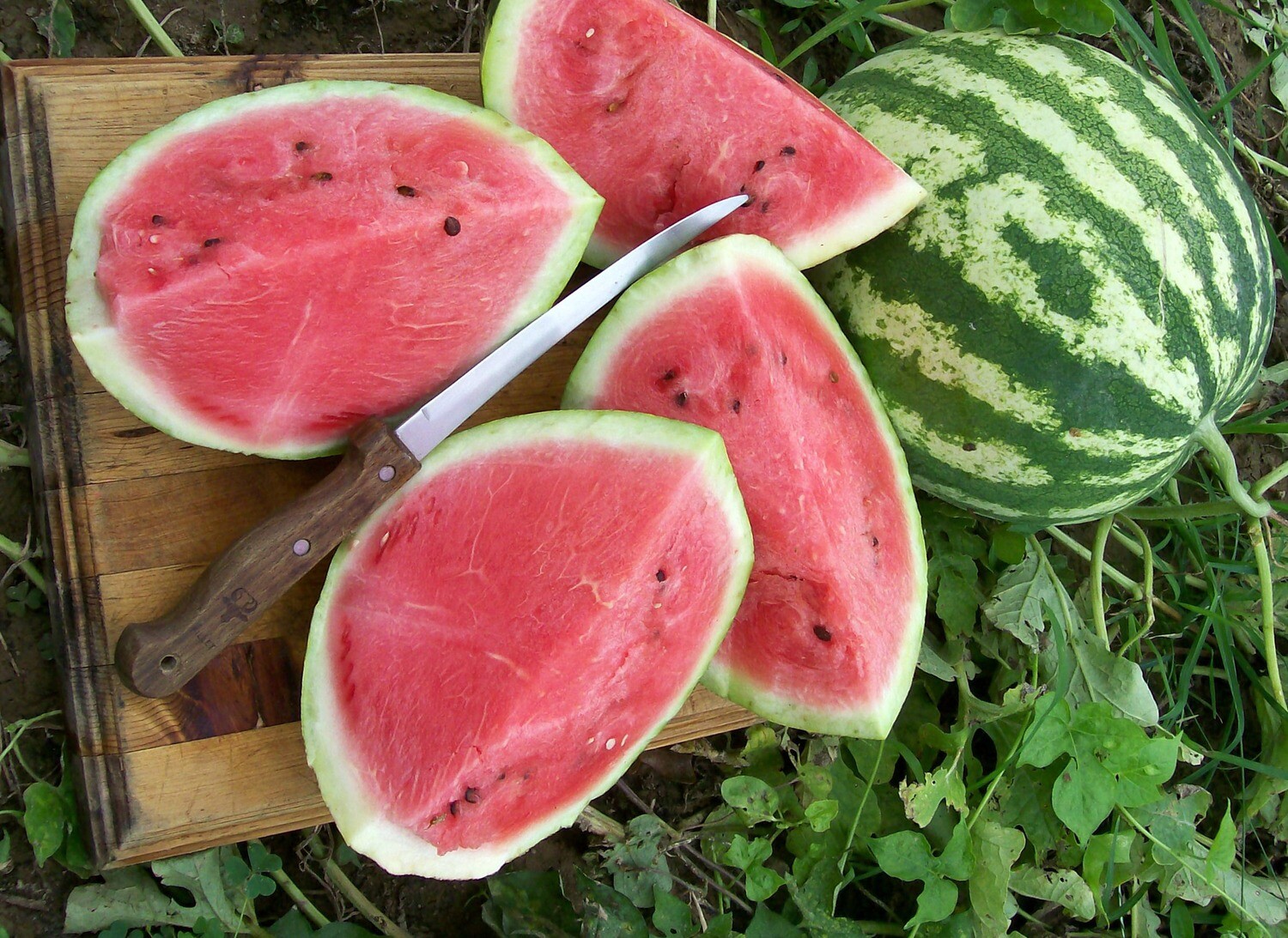 Baker Creek Seed Pack - Watermelon, Crimson Sweet 