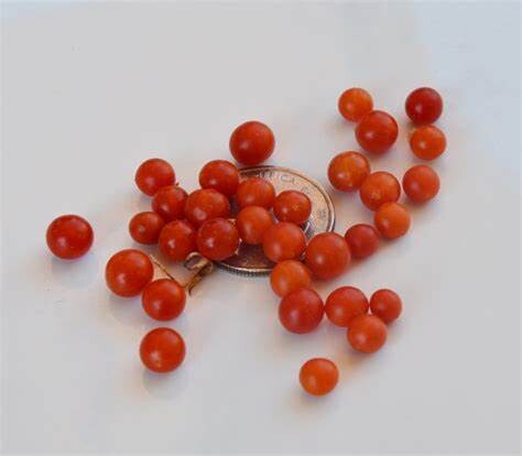 Baker Creek Seed Pack - Tomato, Spoon 