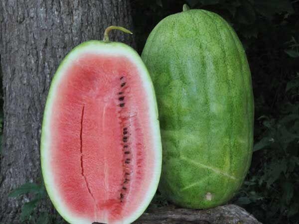 Baker Creek Seed Pack - Watermelon, Ali Baba