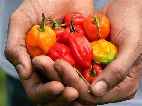 Baker Creek Seed Pack - Pepper, West Indies Red Habanero