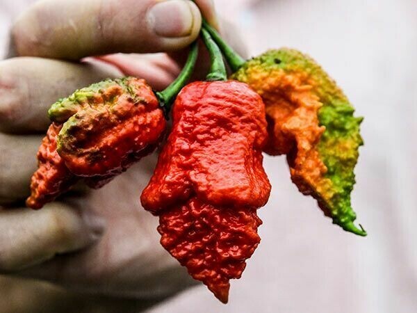Baker Creek Seed Pack - Pepper, Apocalypse Scorpion 