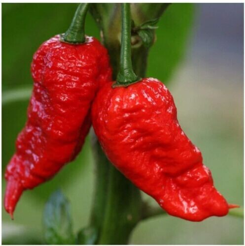 Baker Creek Seed Pack - Pepper, Red Bhut Jolokia (Ghost)
