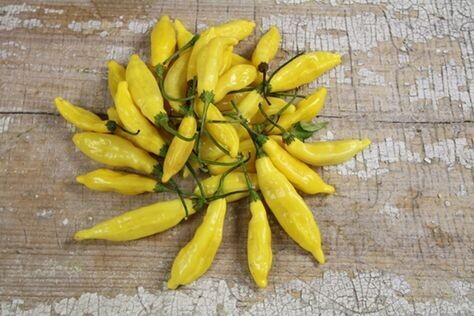 Baker Creek Seed Pack - Pepper, Lemon Drop 