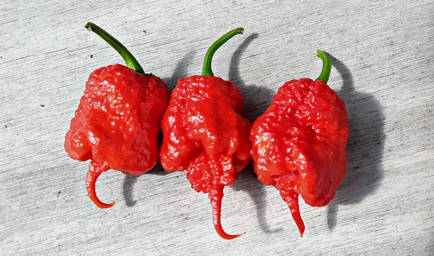 Baker Creek Seed Pack - Pepper, Carolina Reaper 