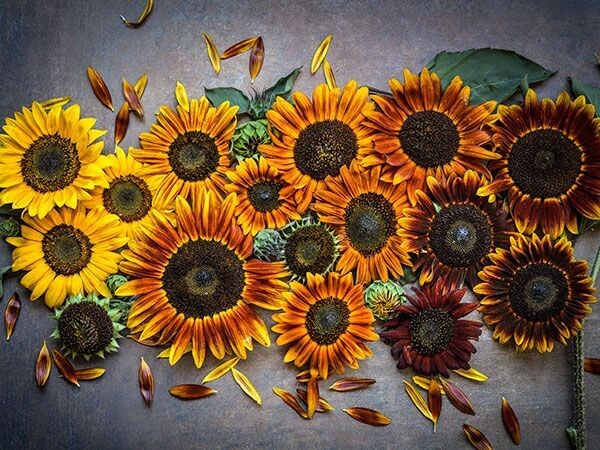 Baker Creek Seed Pack - Sunflower, Autumn Beauty 