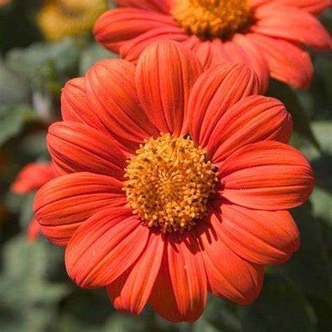 Baker Creek Seed Pack - Sunflower, Red Torch Mexican 