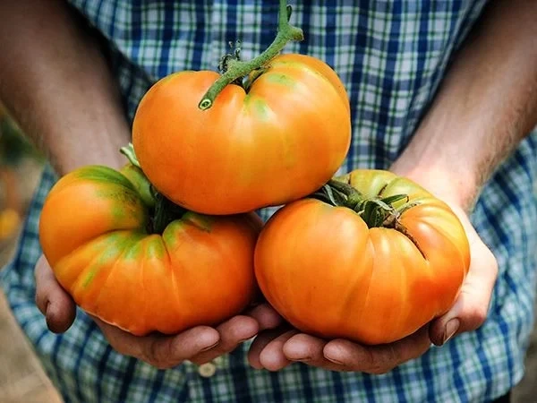 Baker Creek Seed Pack - Tomato, Kelloggs Breakfast 