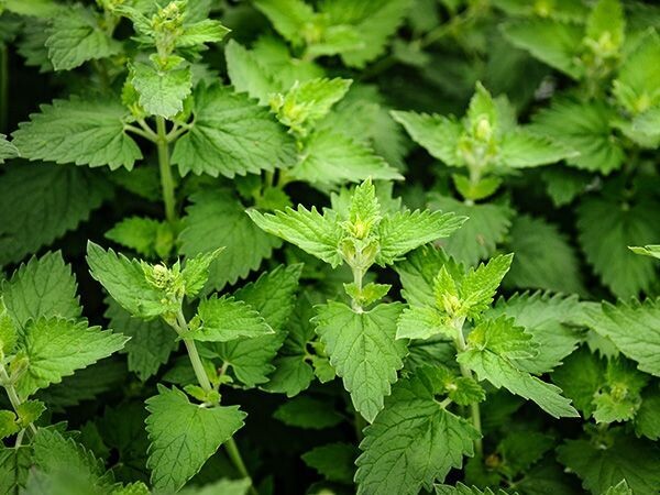 Baker Creek Seed Pack - Catnip
