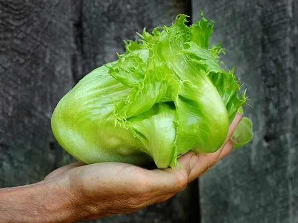 Baker Creek Seed Pack - Lettuce, Ice Queen 