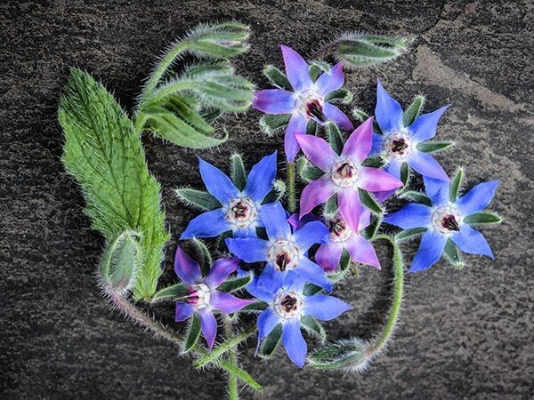 Baker Creek Seed Pack - Borage, Blue 