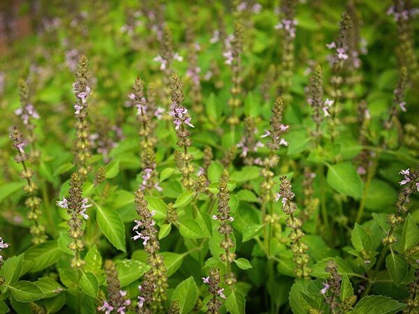 Baker Creek Seed Pack - Basil, Blue Spice 