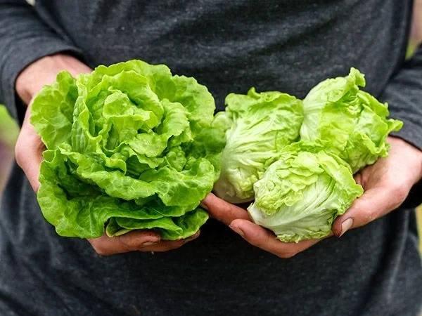 Baker Creek Seed Pack - Lettuce, Tom Thumb 