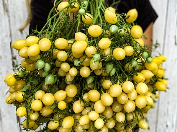 Baker Creek Seed Pack - Tomato, Barry&#39;s Crazy Yellow Cherry 