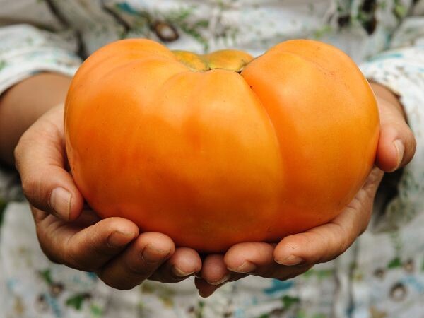Baker Creek Seed Pack - Tomato, Dr. Wyche's Yellow 