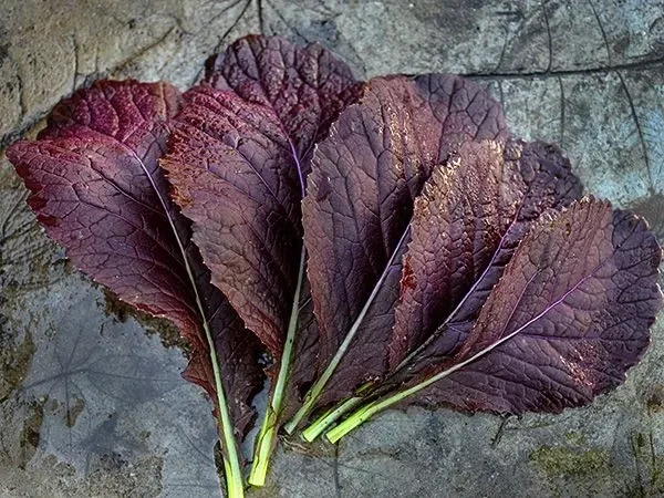 Baker Creek Seed Pack - Mustard Greens, Japanese Giant Red