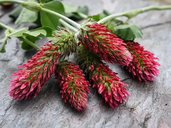 Baker Creek Seed Pack - Clover, Crimson