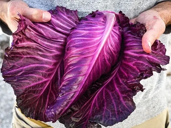 Baker Creek Seed Pack - Cabbage, Kalibos