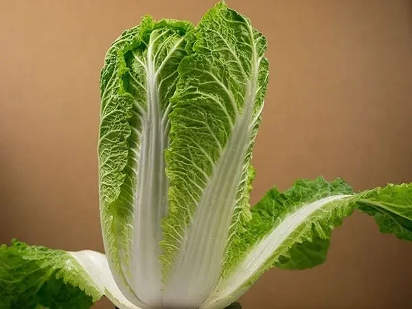 Baker Creek Seed Pack - Cabbage, Chinese Hilton