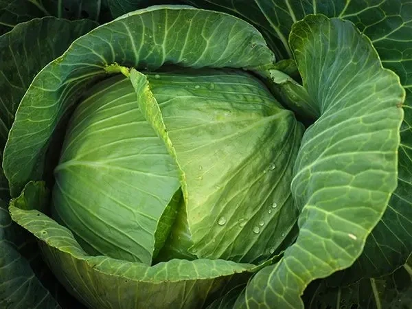 Baker Creek Seed Pack - Cabbage, Brunswick
