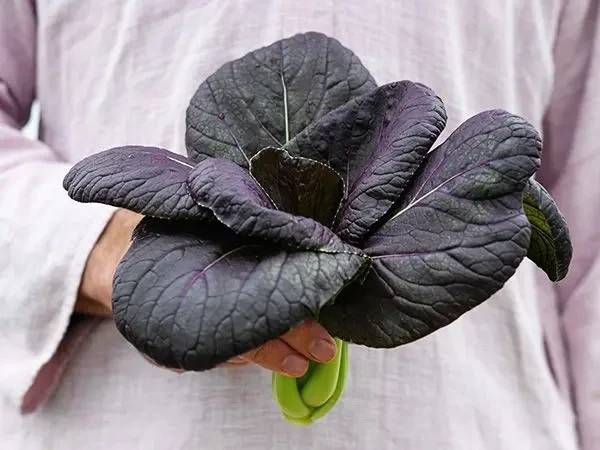 Baker Creek Seed Pack - Bok Choy, Purple Lady