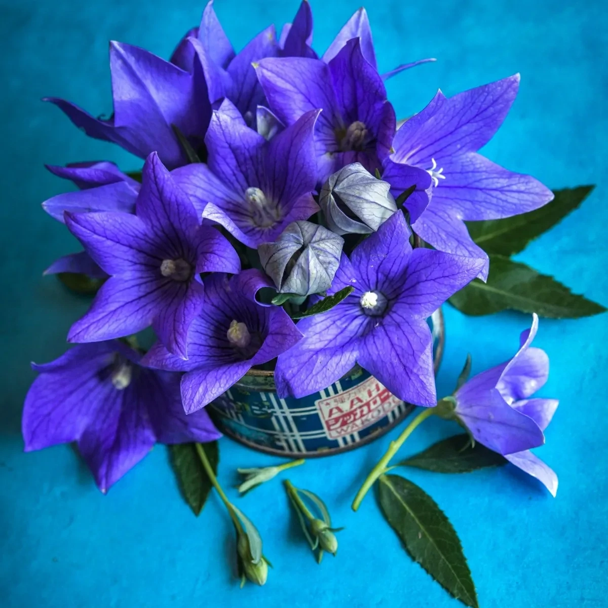 Baker Creek Seed Pack - Flower, Fuji Blue Balloon Baker Creek Seed Pack - Flower, Fuji Blue Balloon