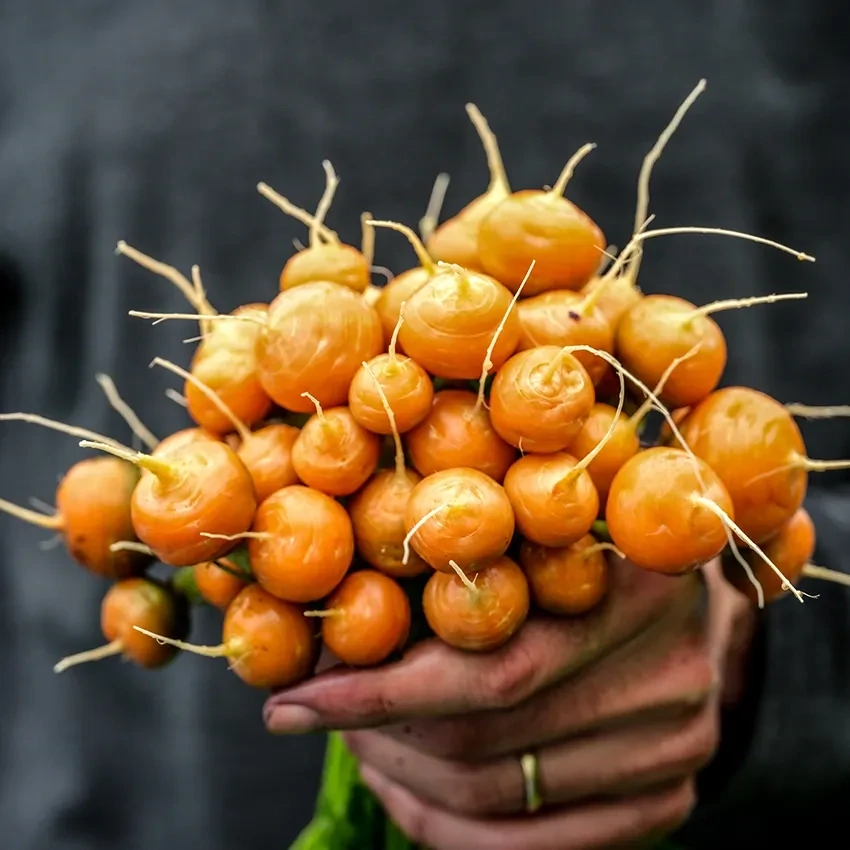 Baker Creek Seed Pack - Carrot, Parisienne 