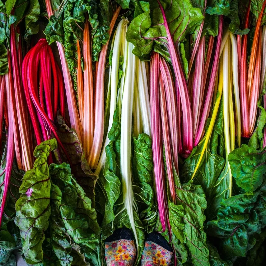 Baker Creek Seed Pack - Swiss Chard, Five Color Silver 
