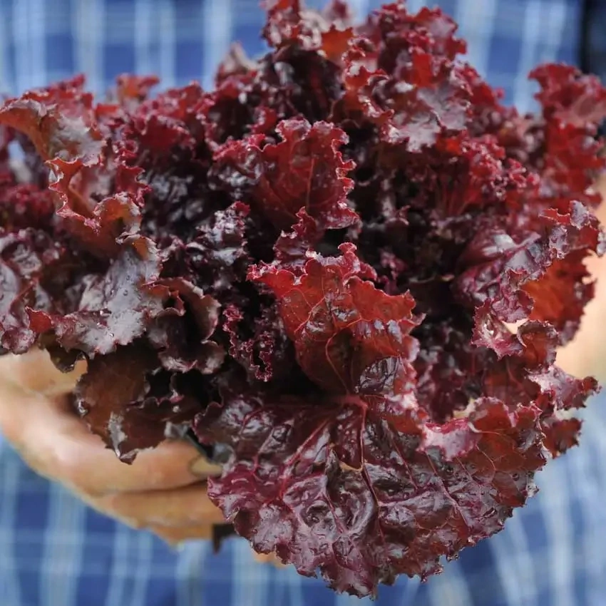 Baker Creek Seed Pack - Lettuce, Merlot 