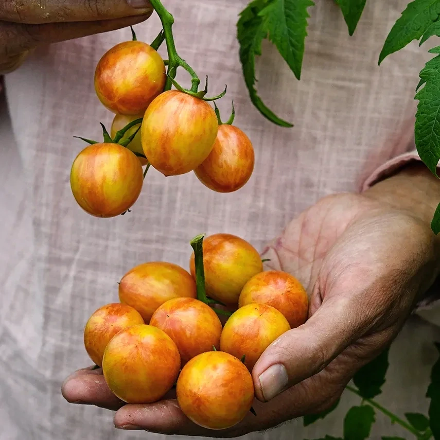 Baker Creek Seed Pack - Tomato, Sunrise Bumble Bee 