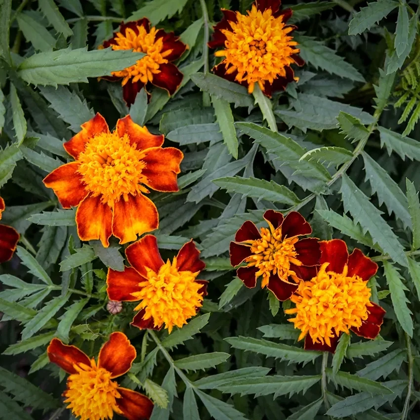 Baker Creek Seed Pack - Marigold, Orange Flame 