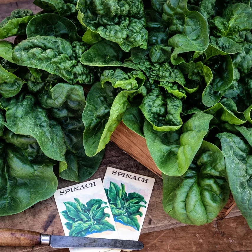 Baker Creek Seed Pack - Spinach, Bloomsdale Long Standing 