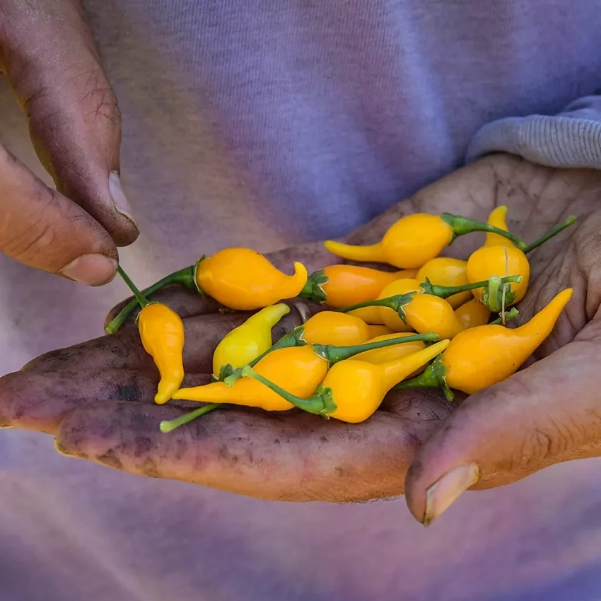 Baker Creek Seed Pack - Pepper, Biquinho Yellow Hot 