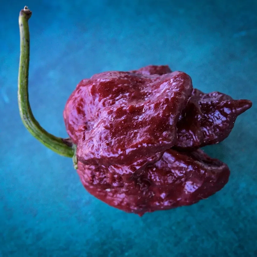 Baker Creek Seed Pack - Pepper, Chocolate Trinidad 