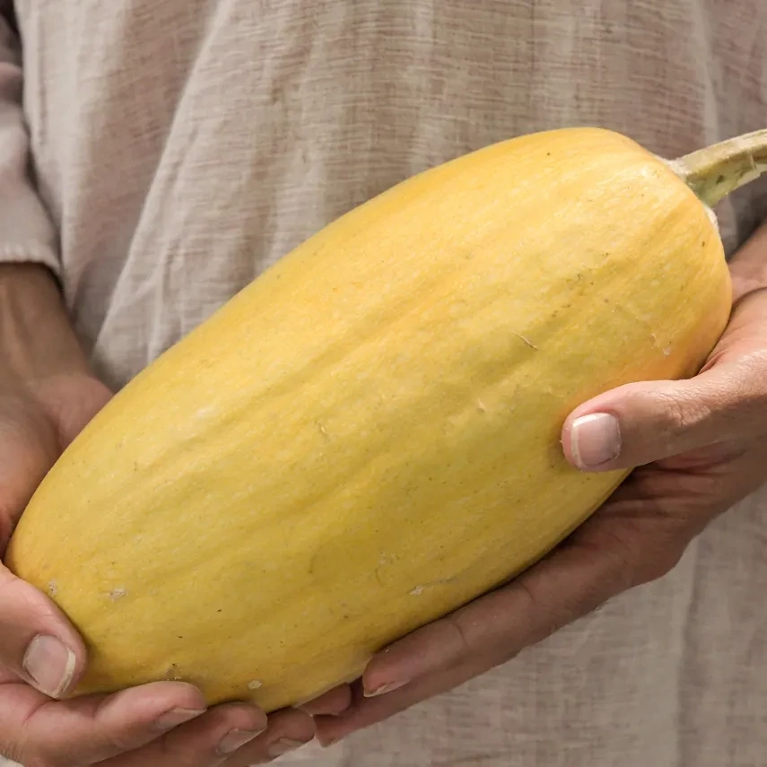 Baker Creek Seed Pack - Squash, Warsaw Pasta Spaghetti 